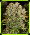 CBD-Enriched Warlock - Serious Seeds
