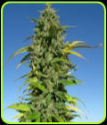 CBD Yummy - CBD Crew Seeds