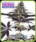 CBD + Caramelice Express - Positronic Seeds