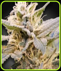 CBDelight - Paradise Seeds