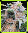 CBDream - Paradise Seeds