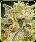 CBDrelief - Paradise Seeds