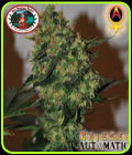 Chiesel Automatic - Big Buddha Seeds
