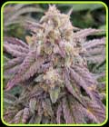 CPT OG Auto - Night Owl Seeds