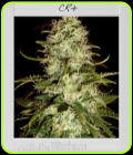 CR+ - BlimBurn Seeds