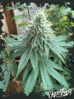 CURDZ - ElevenThirty Genetics
