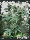 CURDZ Auto - ElevenThirty Genetics