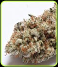 Cake Bomb - Prolific Coast Seeds