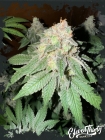 Cake Budder Auto - ElevenThirty Genetics