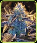 Caked Candy - DankHunters Seed Co