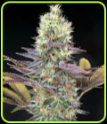 Cali Bay Dream - Garden of Green