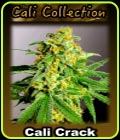 Cali Crack - BSB Genetics