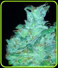 Cali Disco - Prana Seeds