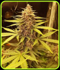 Cali Doctor CBD 1:1 Auto - Medical Marijuana Genetics