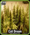 Cali Dream - BSB Genetics