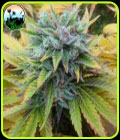 Cali Dream - Cali Weed Seeds