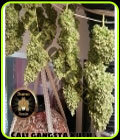 Cali Gangster Kush - Sumo Seeds