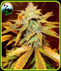 SALE - Cali Glue - Cali Weed Seeds - Cali Weed Seeds