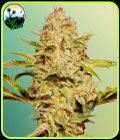 Cali Glue Auto - Cali Weed Seeds