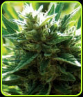 Cali Jack - Medicann Seeds