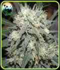 Cali Killer - Cali Weed Seeds