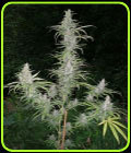 Cali Miss - British Columbia Seeds