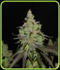 Cali OG Kush - BSB Genetics