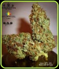Cali SFV OG - BSB Genetics