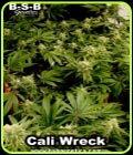 Cali Wreck - BSB Genetics