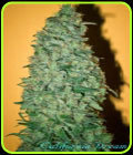 California Dream - Mandala Seeds