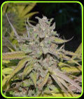 California Dreaming - Gage Green Group