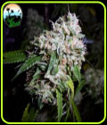 California Headband - Cali Weed Seeds