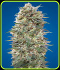 California Kush - OO Seeds