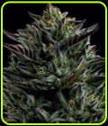 California Octane - Humboldt Seed Company