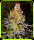SALE - California Orange Bud - Nirvana Seeds - Cannabis Seed Sale Items