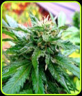 California Special - KC Brains