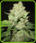 California Trainwreck - Sagarmatha Seeds