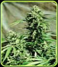 California Wildfire - Emerald Triangle Seeds