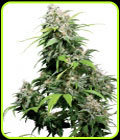 Californian Indica - Sensi Seeds