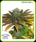 Californian Orange - Dutch Passion Seeds