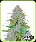 Californian Snow - FastBuds