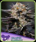Calypso Sunrocks - Anesia Seeds