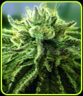 Canadian Kush 2.0 - Medical Seeds