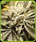 Canadian Kush - Medical Seeds