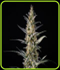 Candida (CD-1) - Medical Marijuana Genetics