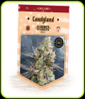 CandyLand - Garden of Green