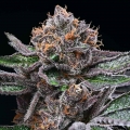 Candy Candy - Cookies Seed Bank