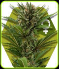 Candy Caramelo Fast Flowering - Zambeza Seeds
