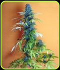 Candy Cream - Seedsman Seeds