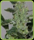 Candy Fruit - V Elementum Seeds